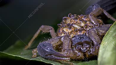 Bark scorpion with babies