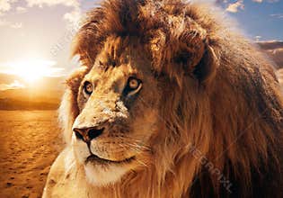 Majestic lion