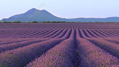 Scenic view of endless fields of lavender in