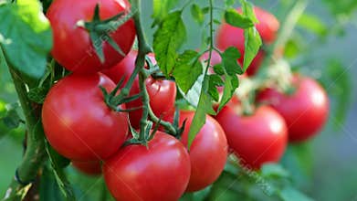 Ripe red tomatoes on bush swaying in the wind. Red