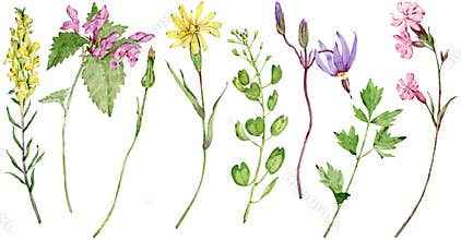 Watercolor wildflowers. Beautiful meadow flowers isolated on the white background. Long stem florals.
