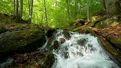 Stream running fast in summer green forest. Small