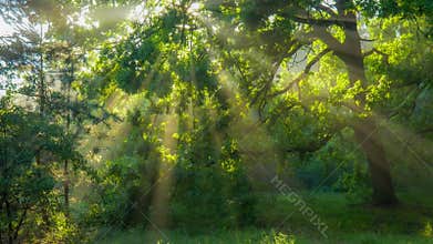 Gimbal shot of magical morning forest. Sun rays