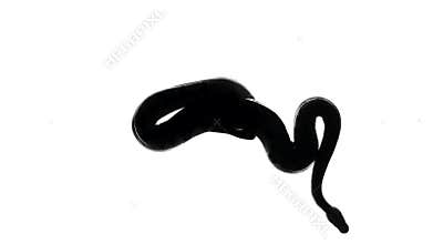 Video of black snake silhouette on white, camera from bottom