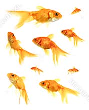Goldfish