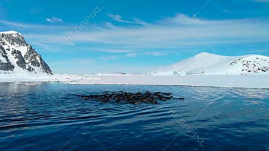 Gentoo Penguins in the water in Antarctica