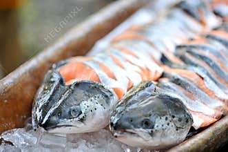 Salmon fish