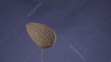 Almond rotating with loop on blue screen for chroma key