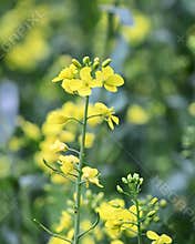 Close up a Flowering Rapeseed Plant
