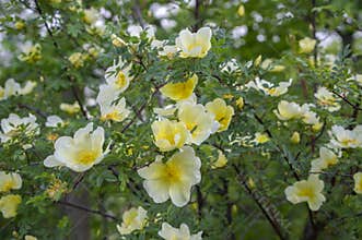 Rosa xanthina hugonis Manchu rose in bloom, yellow springtime flowering plant