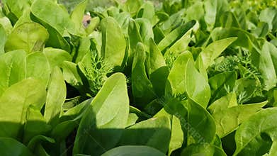 4k video, young fresh spinach growing in the garden. Fresh natural spinach leaves grow Bio-spinach, the wind sways the