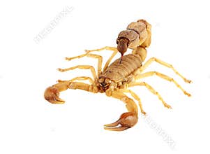 Scorpion