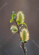 Twig with flowering yellow willow-catkins