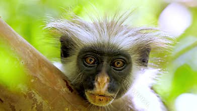 Great portrait of zanzibar red colobus monkey looking straight to camera. Exotic african primate sitting calmly on tree