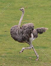 Running ostrich