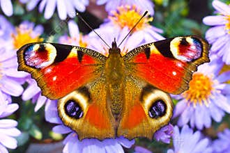 Peacock butterfly