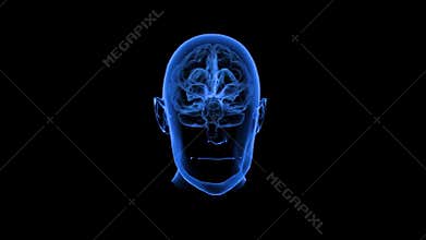 Human brain with neuronal impulses. Spinning. Glowing Particles Arranged in the Formation of Human Brain Spinning 360 Degree