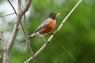 American Robin songbird Georgia birding USA