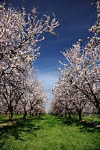 Almond Orchard In Bloom