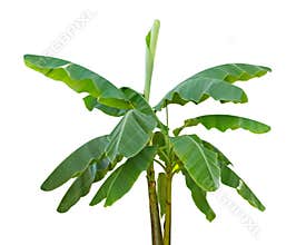 Banana Tree