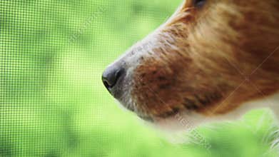 Close up of dog muzzle against green background