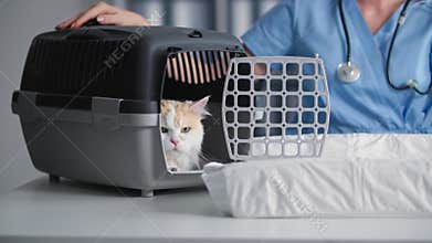 portrait of cat sitting in carrier in medical office for a medical examination, a female veterinarian closes carrier