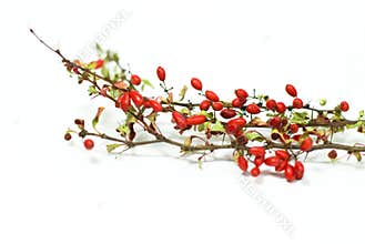 Red barberry