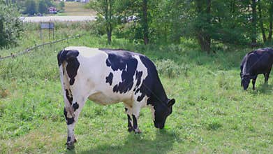 Close up view of cute white-black cow on pasture.  Beautiful animals background.
