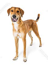 Happy Shepherd Crossbreed Dog Standing Extracted