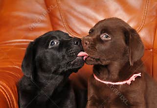Little labrador puppies kiss each other