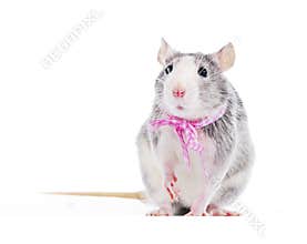 Funny decorative rat with pink bow