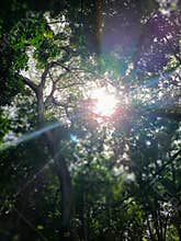 Sunrays through the thick dark forest