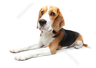 Beagle dog