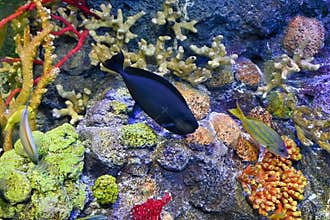 Coral Reef fish, Black, large protrusion or nose