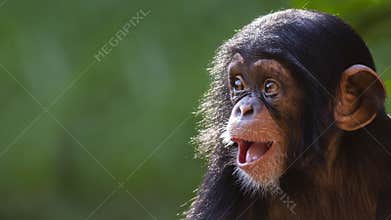 Portrait of a Baby Chimpanzee