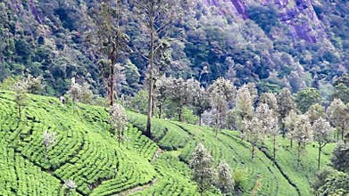Excellent manicured Ceylon tea plantations