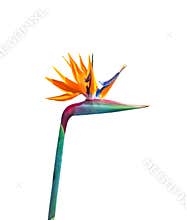 Brightly colored long stem bird of paradise flower closeup