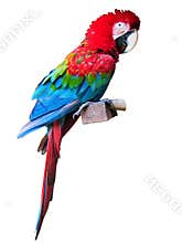 Red macaw w/ clipping path