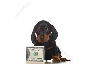 Image of dog white background