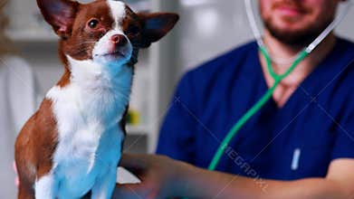 Young male vet with a cute beautiful dog and owner in clonic checking up a pet