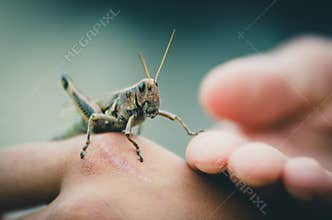 Cricket insect