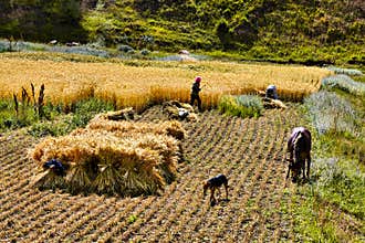 Harvest time, Zhangjiakou, Hebei, China