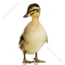 Duckling four days