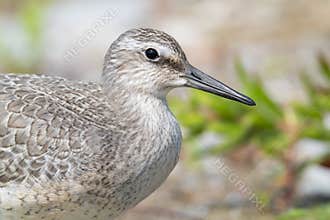 Portrait of an Endangered Red Knot