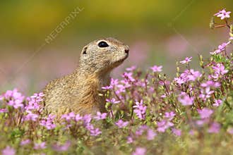 The European ground squirrel Spermophilus citellus