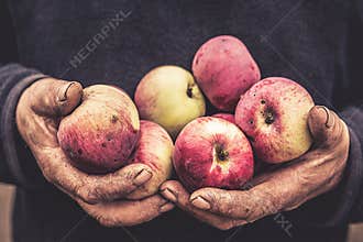 adult man cracked dirty old hands holding apple harvest