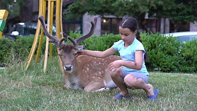 childrens are playing in a contact zoo. Little girls feed a cute deer. Cute girls