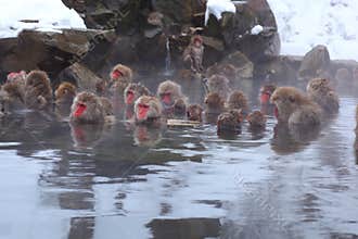 Snow monkey