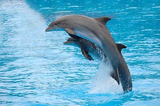 Dolphins jumping