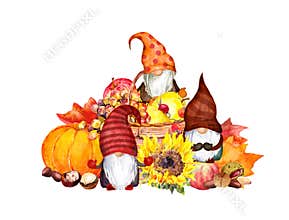 Gnomes family autumn harvest basket. Thankgiving iilustration with sunflower, pumpkin, maple leaves, fruits, vegetables